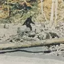Unveiling the Truth: A Deep Dive into the Bigfoot Phenomenon