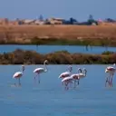 Global Birdwatching Destinations