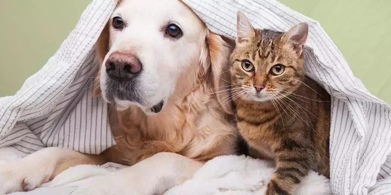 Treat Your Pets Right with Zooplus: The Ultimate Pet Paradise