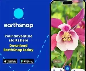 Unveiling the Hidden Dangers of Digital Dependency Among Preteens