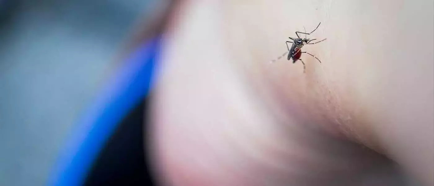 Unveiling Unexpected Strategies to Deter Mosquitoes