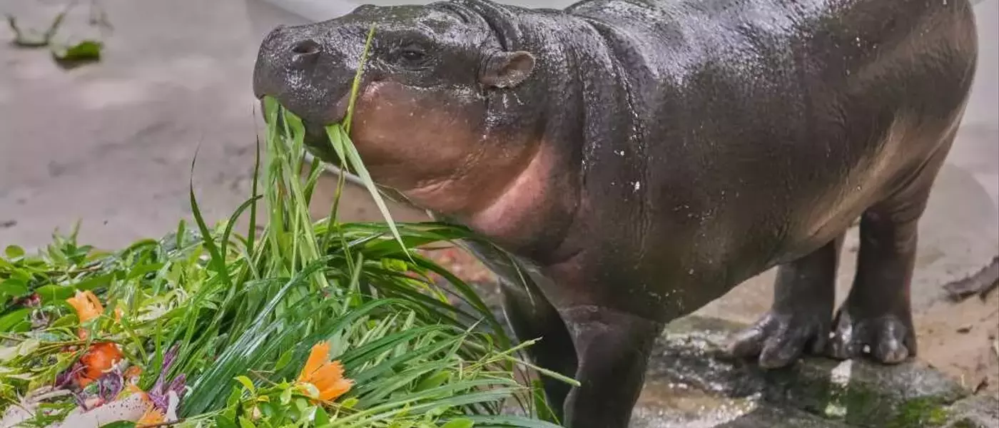 Moo Deng, the Pygmy Hippo, Celebrates First Birthday with Global Fanfare