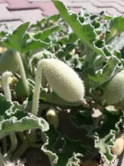 Unveiling the Explosive Seed Dispersal of the Squirting Cucumber