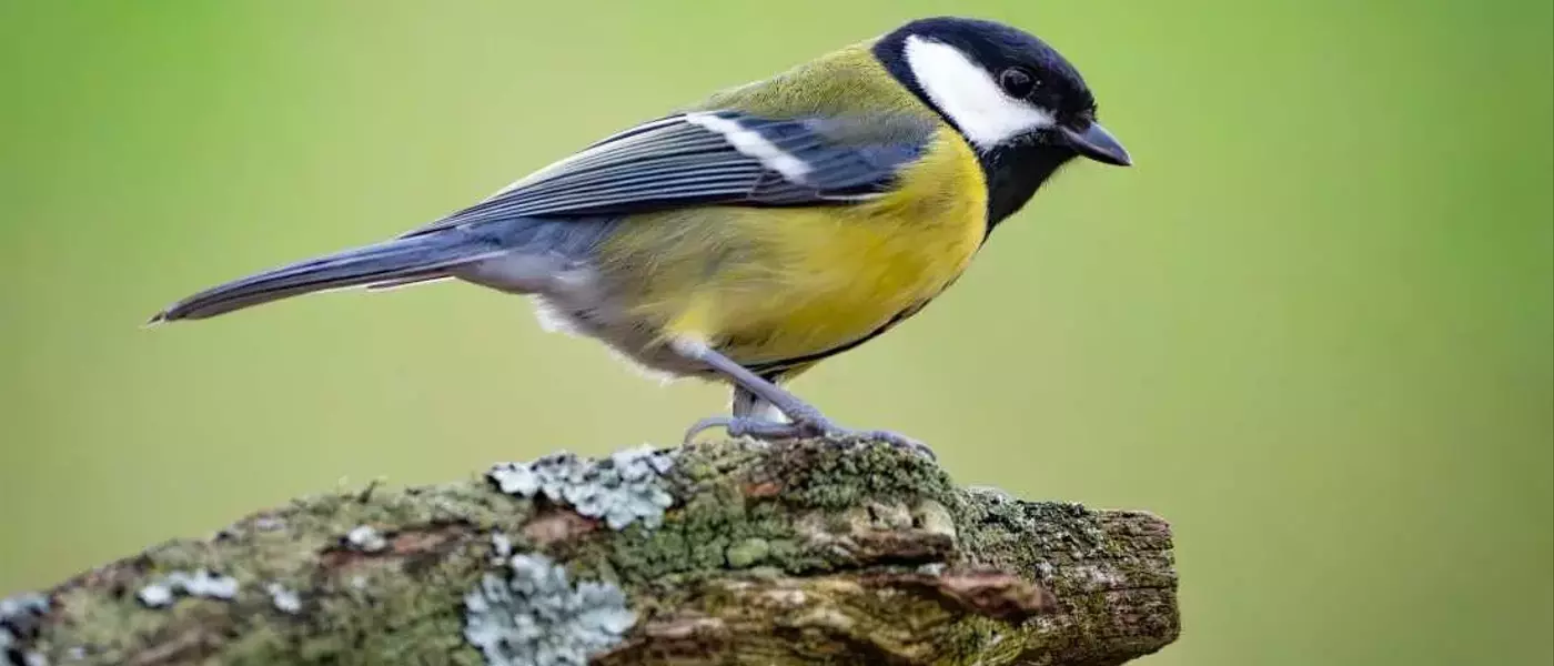 Avian Relationships: The 'Divorce' Phenomenon in Great Tits