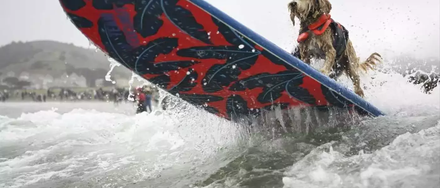 Canine Conquerors of the Waves: A Dive into the World Dog Surfing Championships