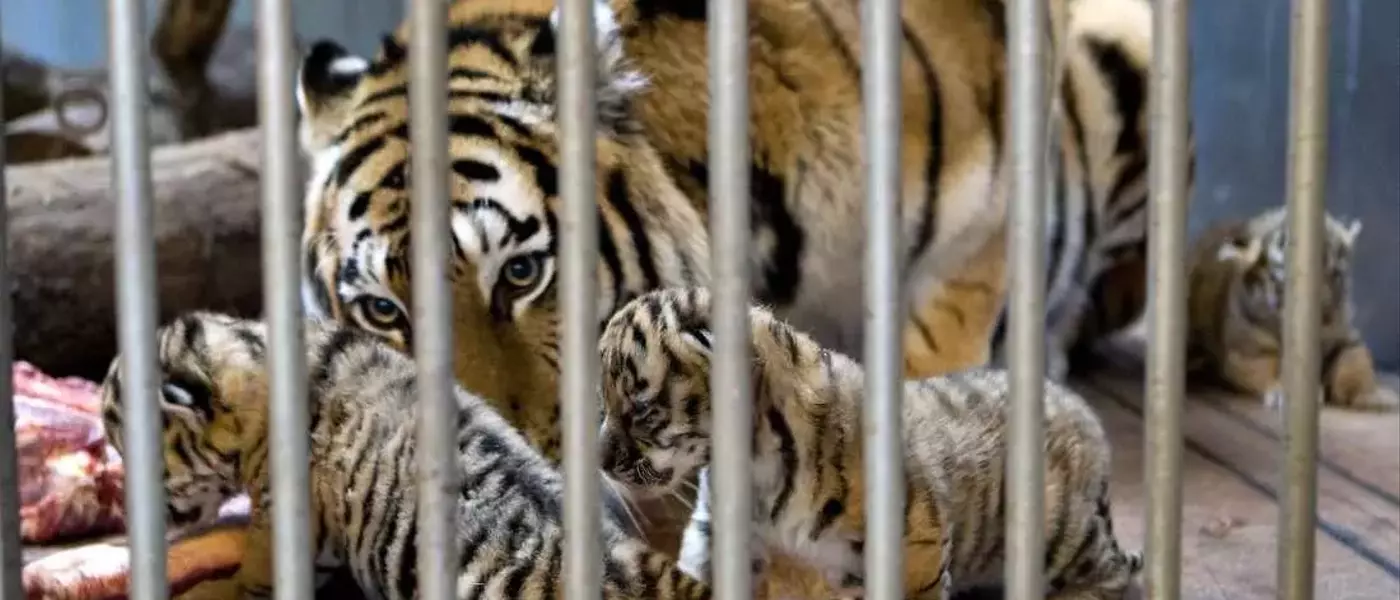 Danish Zoo's Unique Pet Donation Program for Predator Feeding Sparks Global Debate