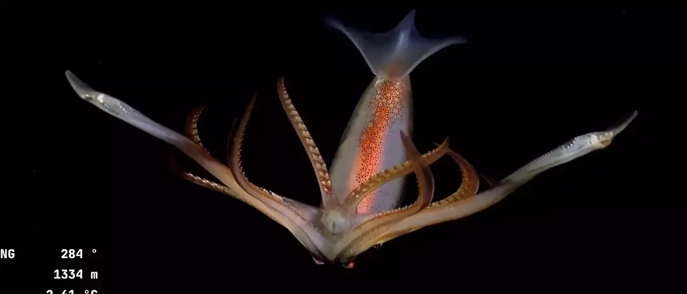 Deep-Sea Creatures Spark National Debate in Argentina