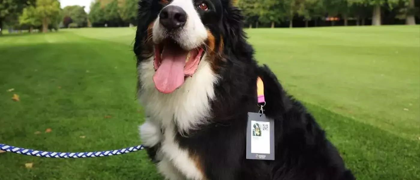 Unraveling the Enigma: The Linguistic Journey of 'Dog'