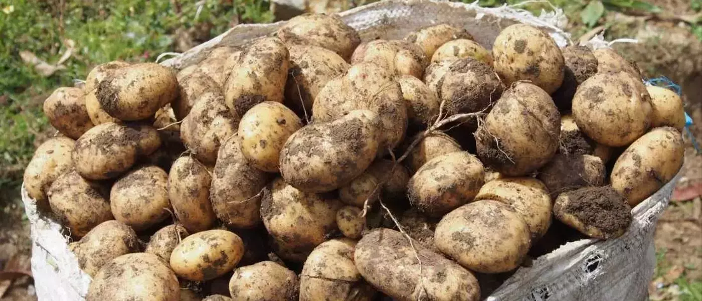 The Evolutionary Enigma of the Humble Potato Unraveled
