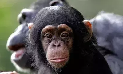 Maternal Influence on Chimpanzee Communication Development