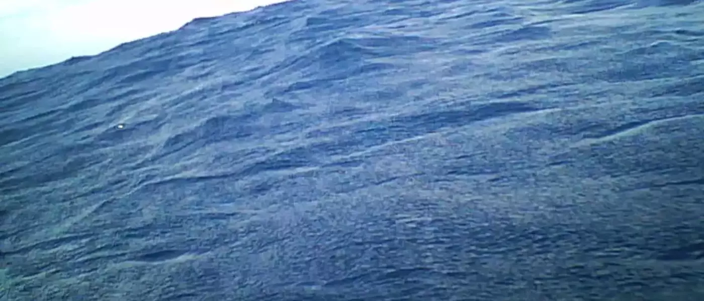 Scientists Uncover Surprising Defecation Habits of Streaked Shearwaters