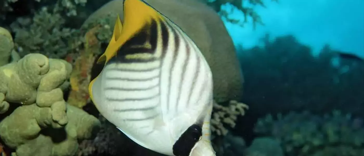 Fishy Feelings: Uncovering Pleasure in Underwater Worlds
