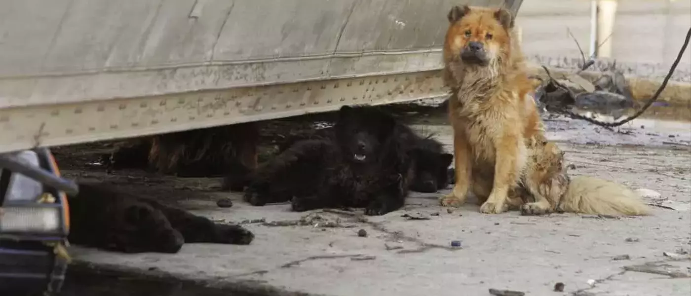 Hurricane Katrina's Enduring Impact on Pet Disaster Preparedness