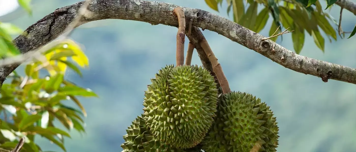 Durian Devotion: A Global Gathering in Puerto Rico's Rainforest