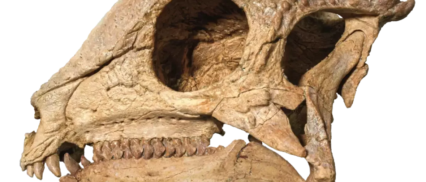 The Remarkable Discovery of Zavacephale Rinpoche: A New Perspective on Dome-Headed Dinosaurs