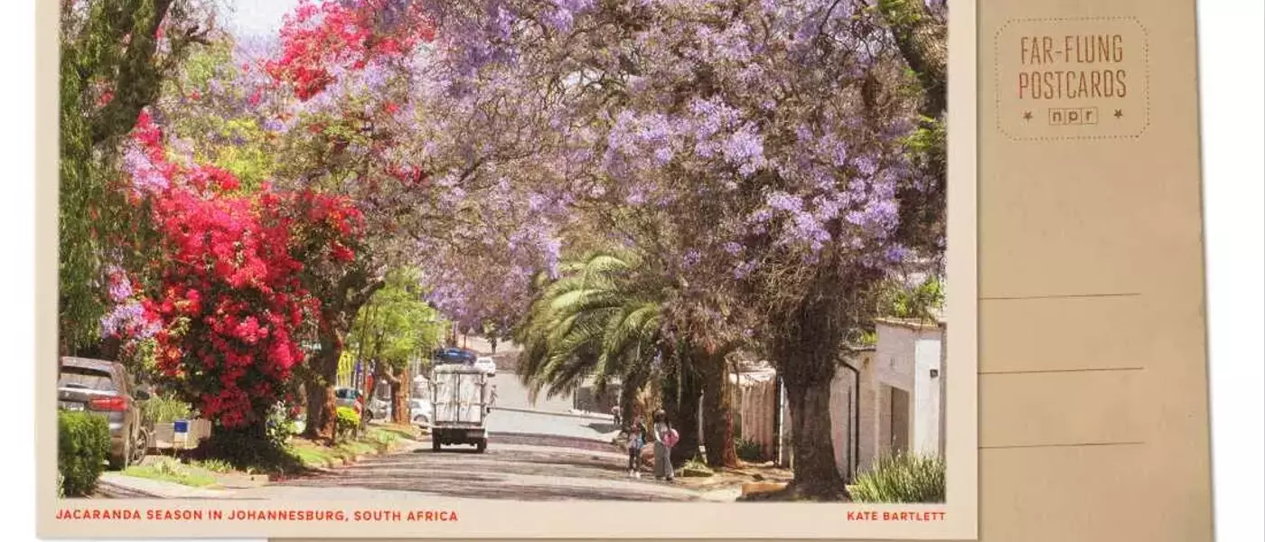 Johannesburg's Spring Transformation: A Jacaranda Spectacle