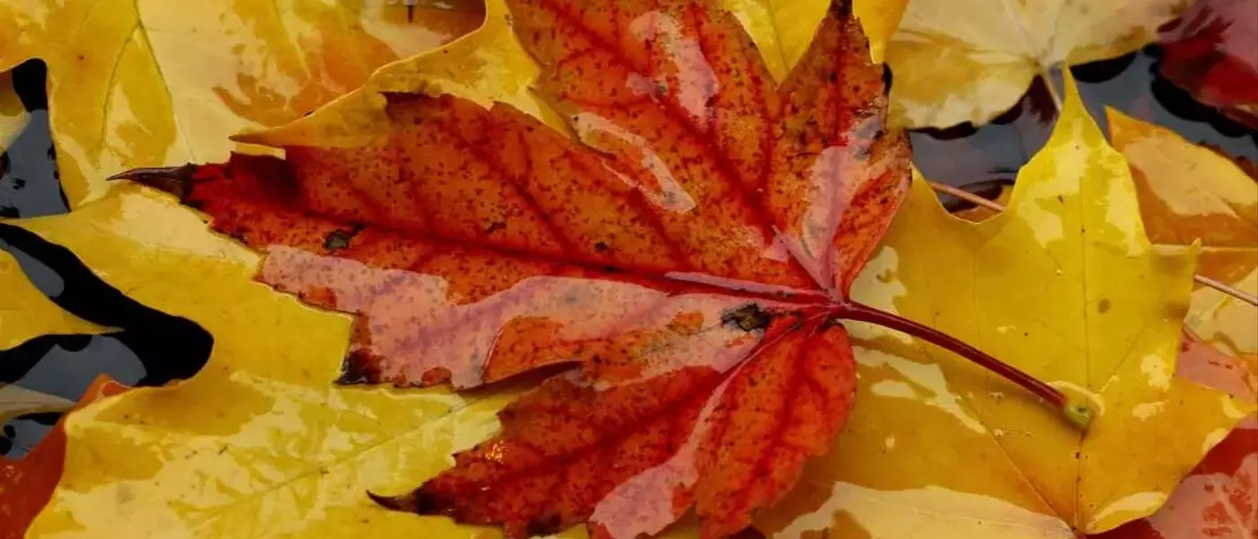 The Enigma of Autumn's Red Leaves: Scientists Divided on the Cause