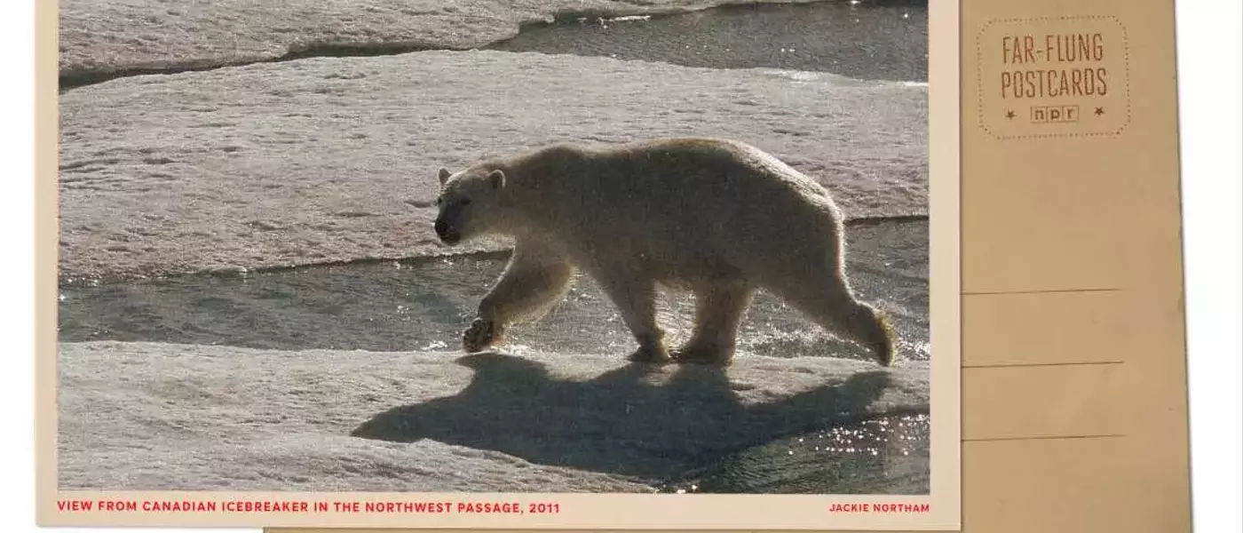 Arctic Expedition: Polar Bears Encounter Icebreaker