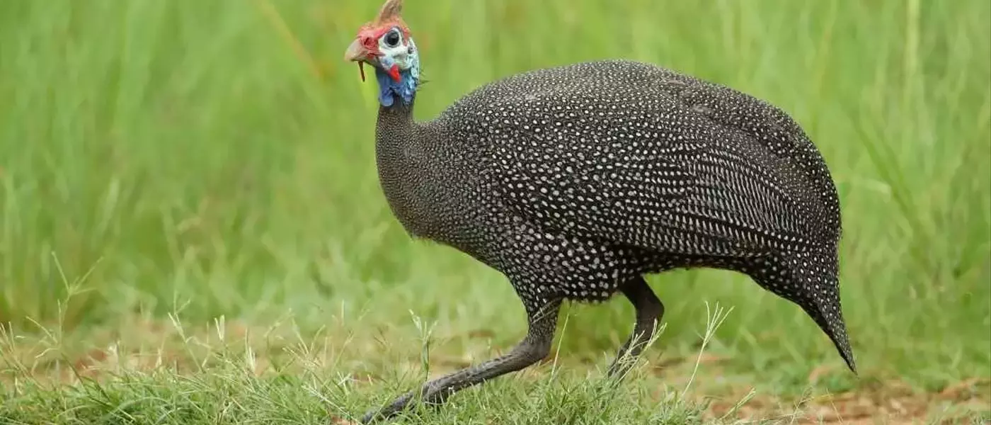 The Curious Journey of the Turkey: From Ancient America to Thanksgiving Tables and Everyday Expressions