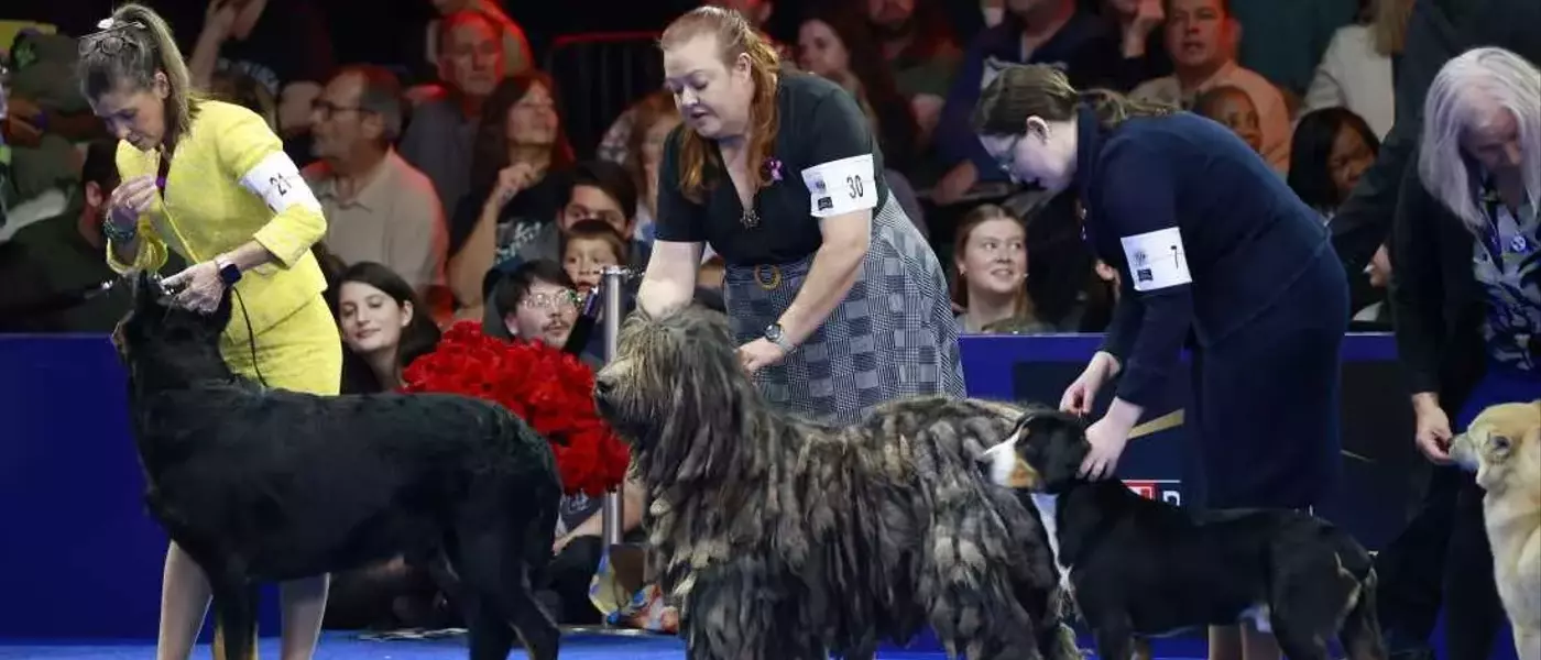 Soleil, Belgian Sheepdog, Crowned Best in Show at National Dog Competition