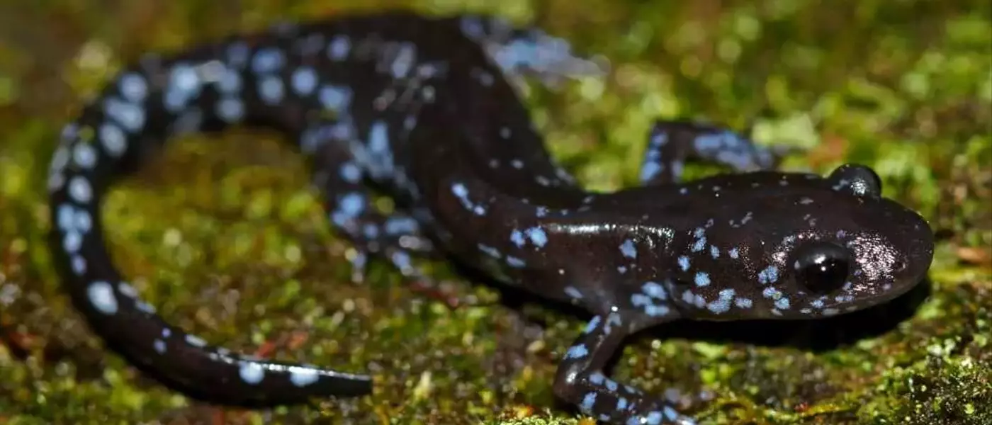 Salamanders' Remarkable Cold Tolerance Discovered