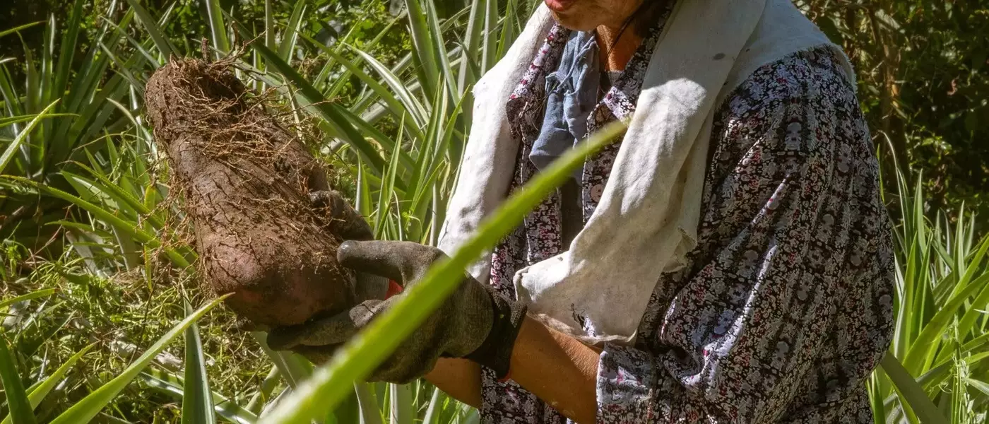 The Global Craze for Ube: Philippine Farmers Struggle to Meet Demand