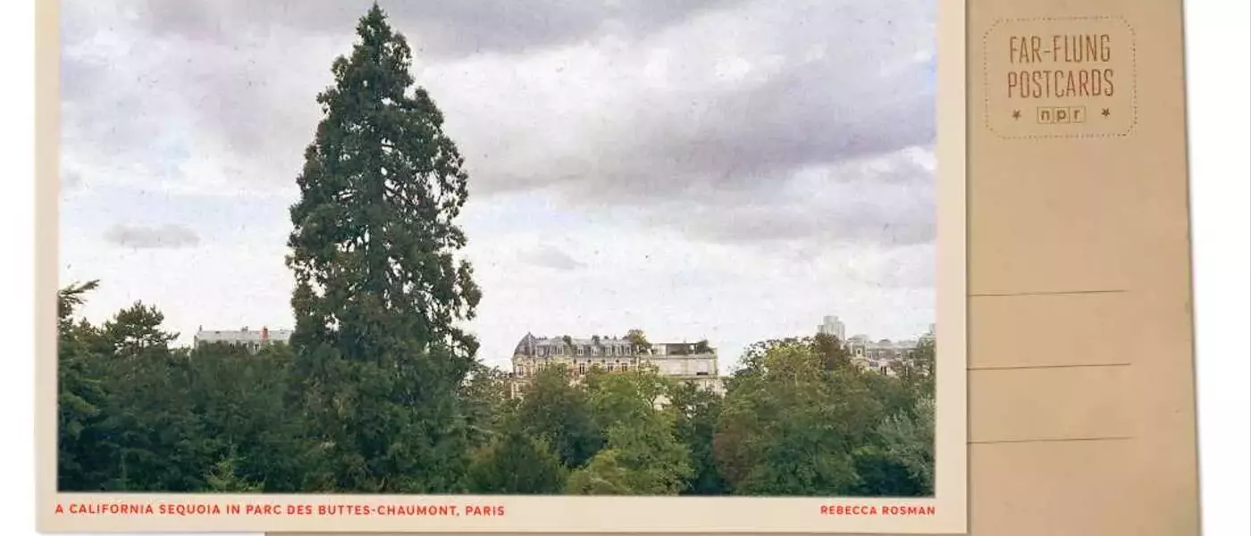 A Majestic Sequoia: Paris's Hidden Giant