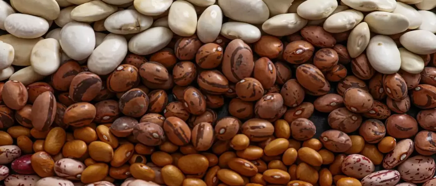 The Quest for the Flatulence-Free Bean: A Scientific Investigation