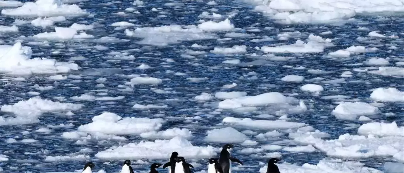 Climate Change Forces Antarctic Penguins to Breed Earlier
