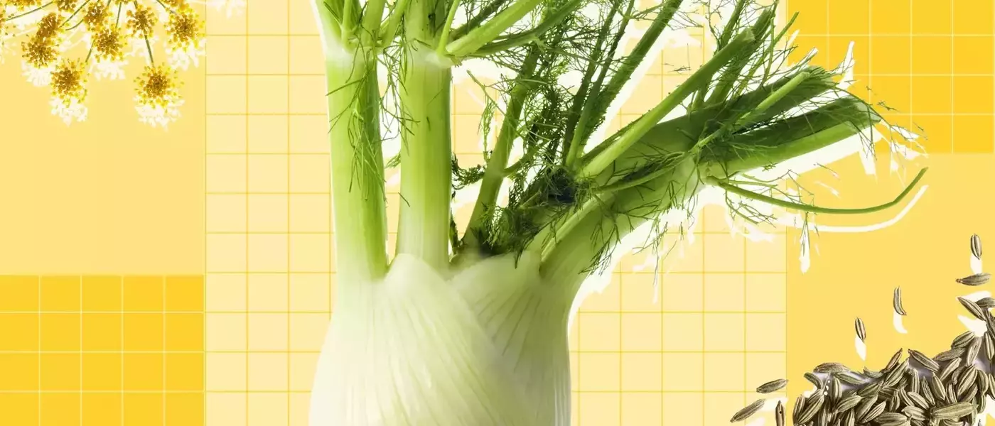 Exploring Fennel: A Culinary Guide to Its Versatility and Uses