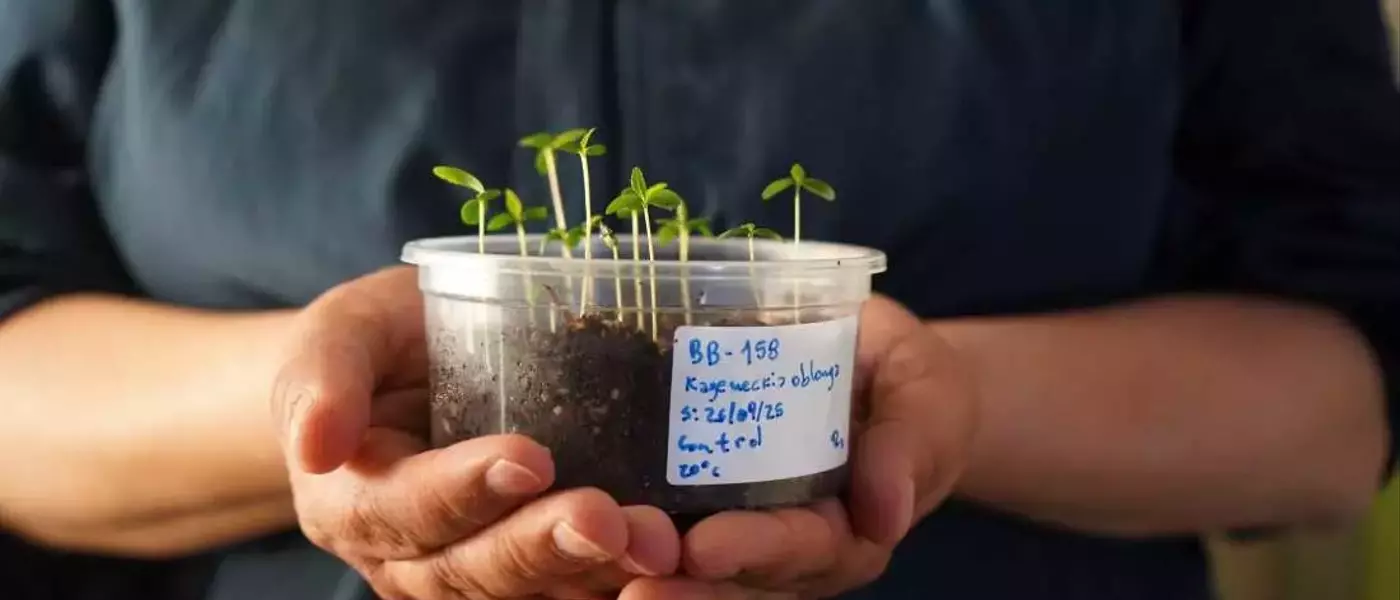Chile's Desert Vault: Safeguarding Plant Diversity Amidst Climate Change