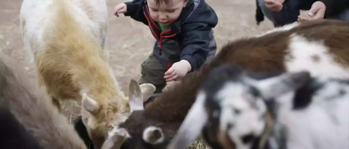 The Etymological Journey of 'Kid': From Goats to Children