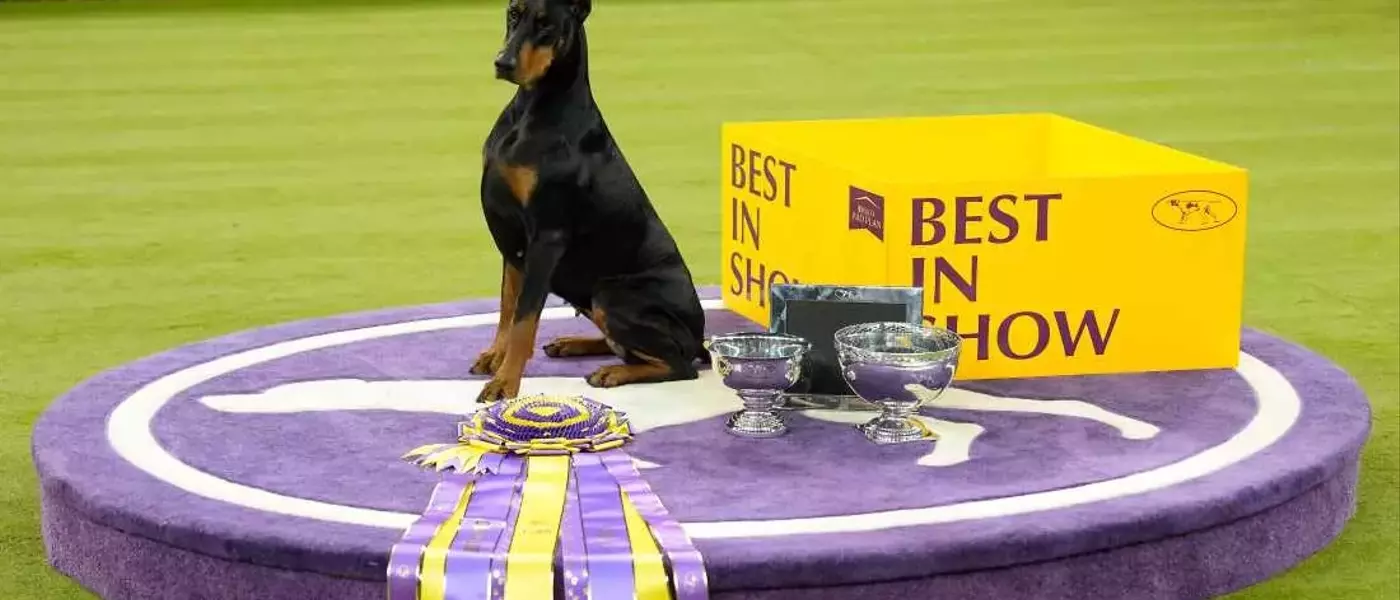 Doberman Pinscher 'Penny' Crowned Best in Show at 150th Westminster Dog Show