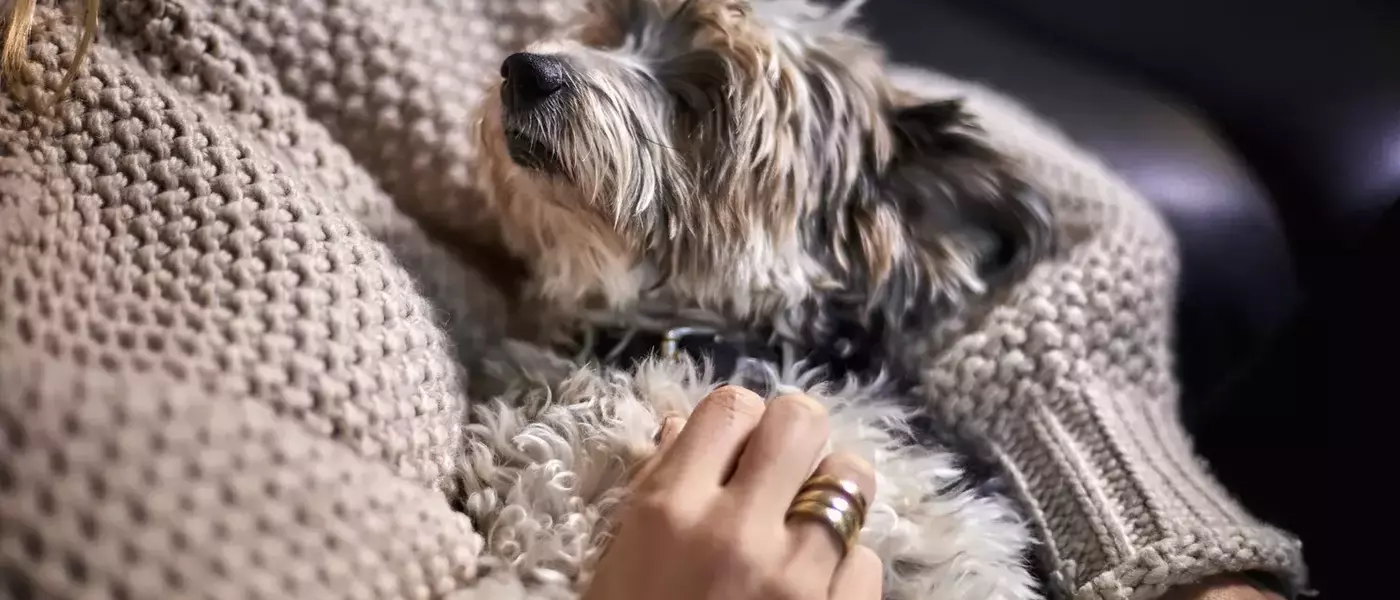 The Unseen Comfort: How a Yorkie Mix Navigated Empty Nest Syndrome with a Grieving Mother