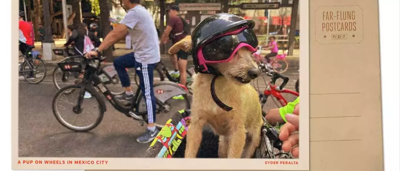 Mexico City's Sunday Cycling Extravaganza: A Dog's Delight