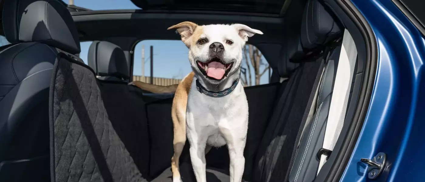Bentley's Bespoke Pet Accessories Elevate Canine Comfort in Luxury SUVs