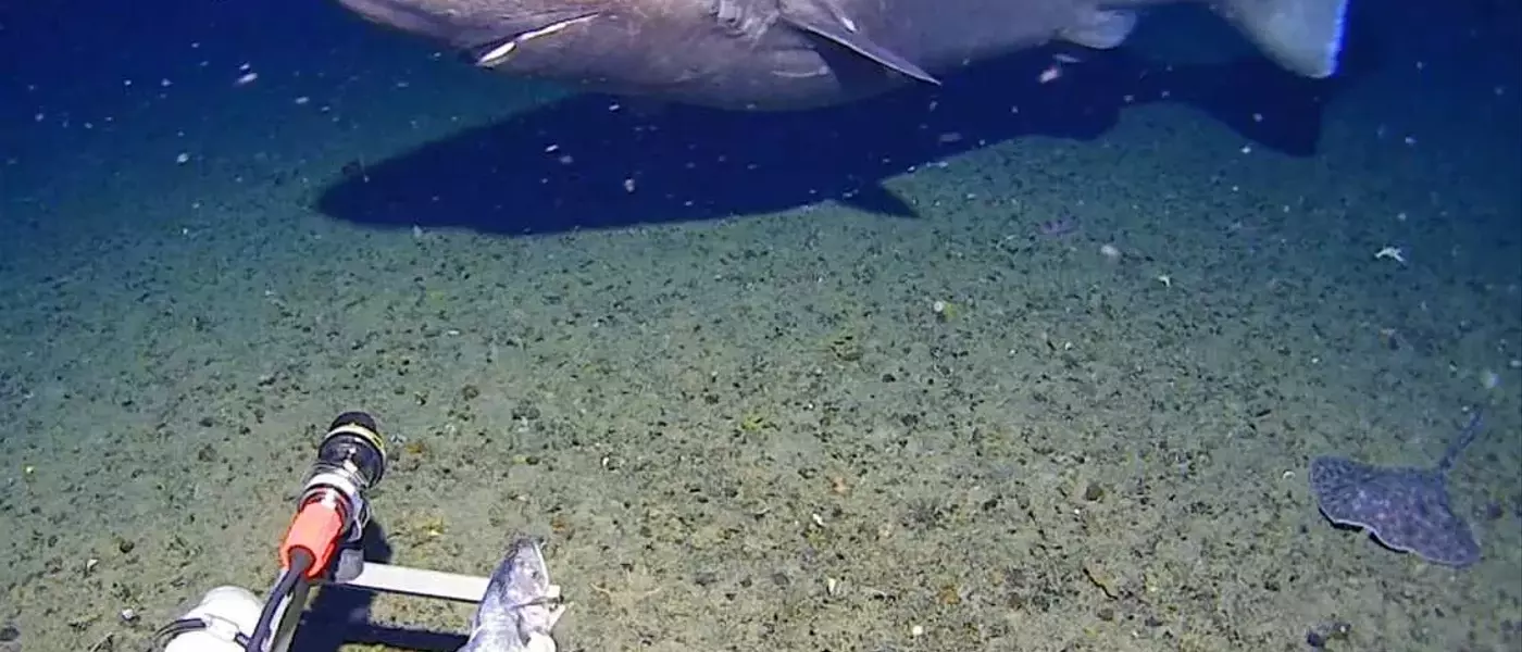 Rare Deep-Sea Shark Sighting in Antarctic Waters