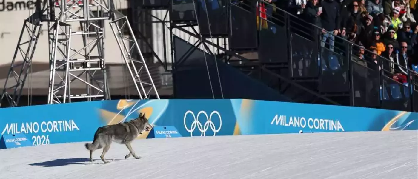 Unexpected Canine Interruption at Winter Olympics Cross-Country Event