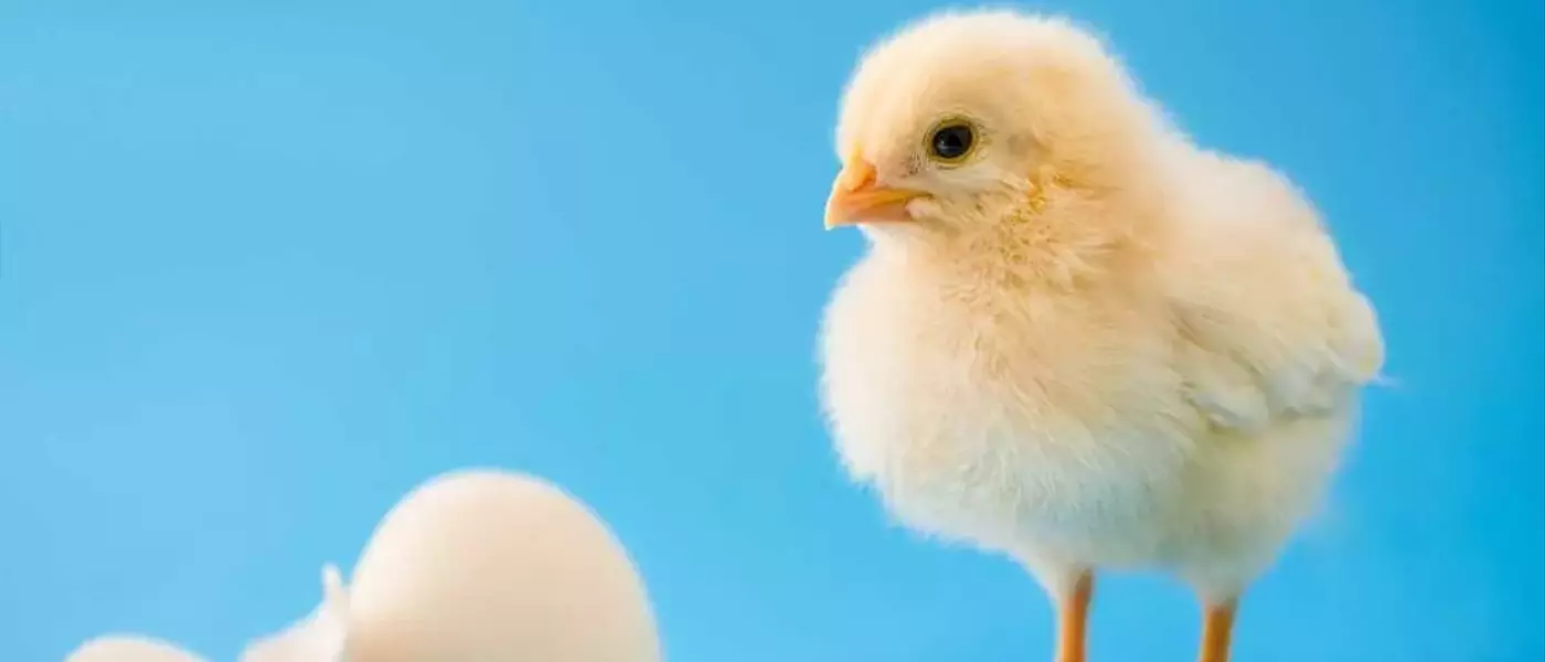 Chicks Show Innate Sound-Shape Connection Like Humans