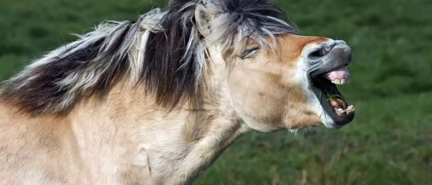 Understanding the Bimodal Nature of Horse Whinnies