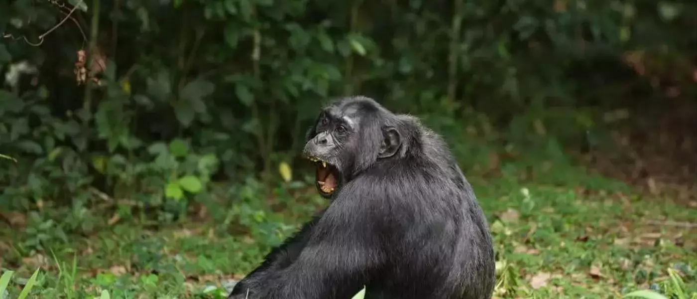 Chimpanzee's Diet of Fermented Fruit Offers Clues to Human Alcohol Affinity