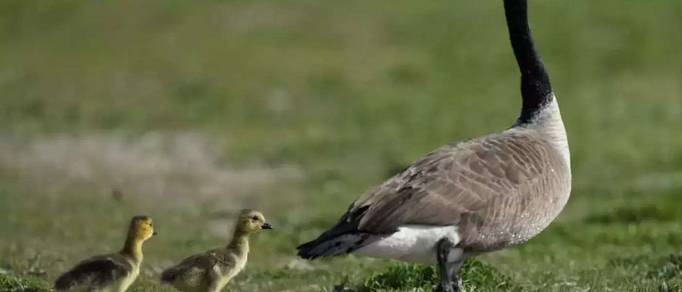 The Amazing Journey of Geese: Migration and Survival