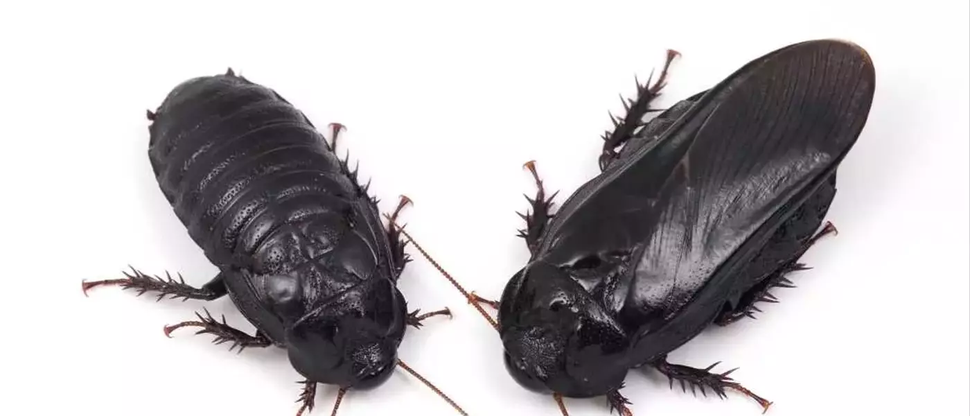 Cockroaches Show Evidence of Long-Term Pair Bonding Through Unique Ritual