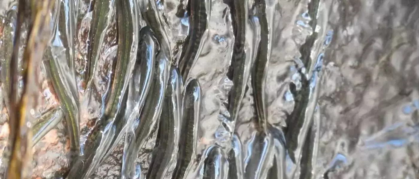 The Amazing Feat of Waterfall-Climbing Fish