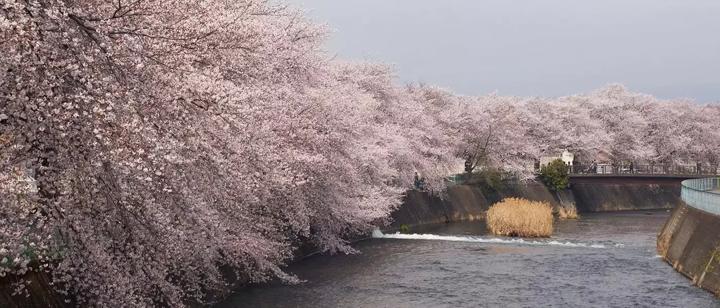 The Ephemeral Splendor of Cherry Blossoms: A Global Photographic Journey
