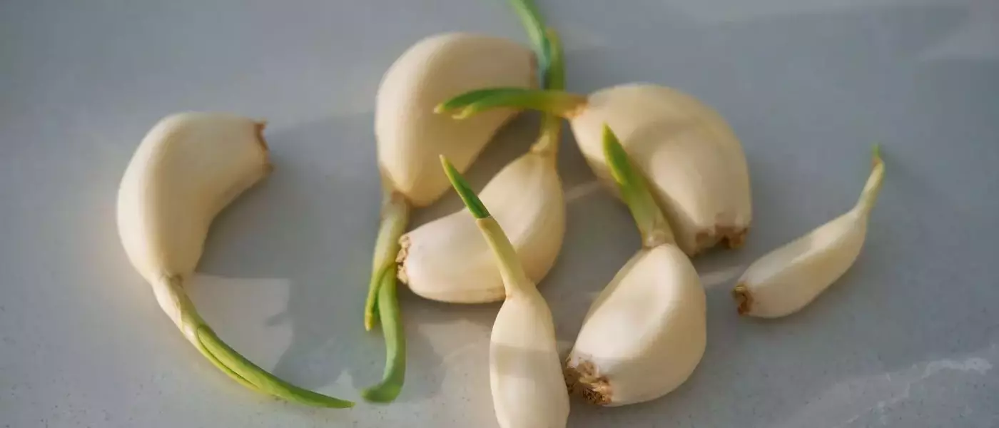 Mastering Garlic Preservation: Essential Storage Techniques for Optimal Flavor and Health Benefits