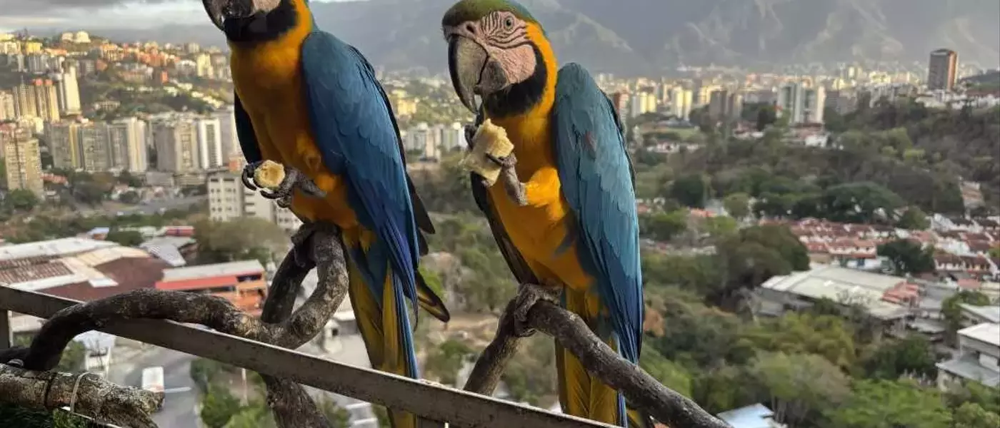 Caracas' Vibrant Macaws Face Habitat Loss Amid Urban Renewal