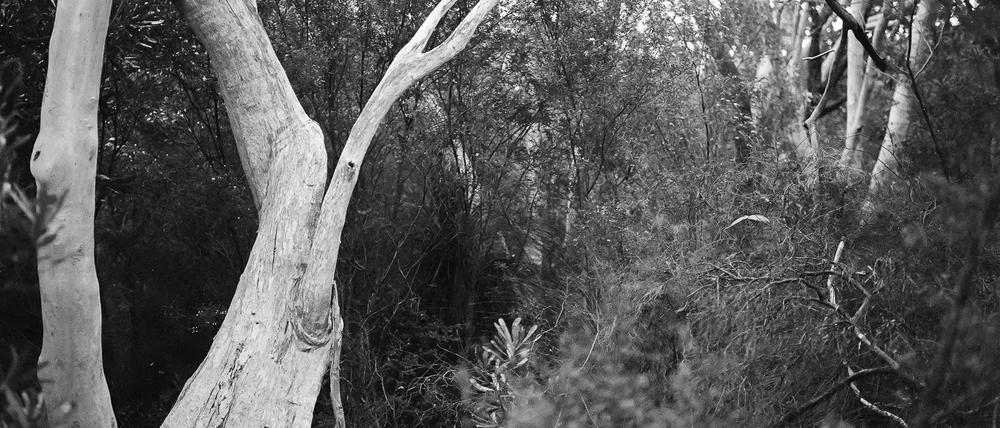 Shannon Cavarocchi's 'Song of the Siren': A Photographic Journey of Healing and Connection
