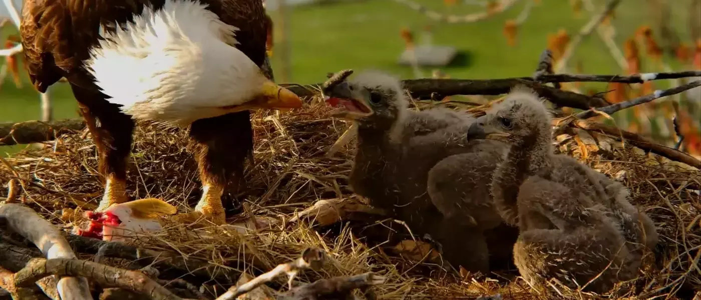 Eagle Nest Cameras: A Digital Community's Passion for Avian Life