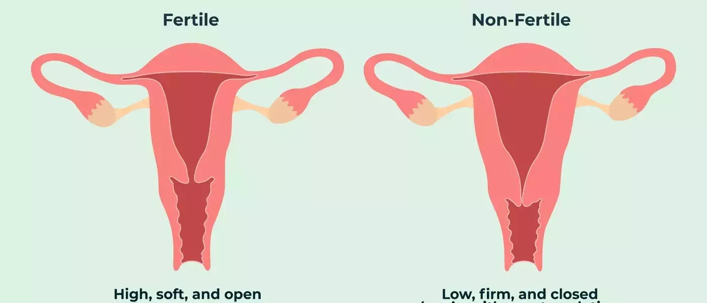 Understanding Your Cervix: A Guide to Self-Examination